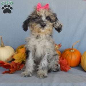 Princess- micro mini, Mini Goldendoodle Puppy